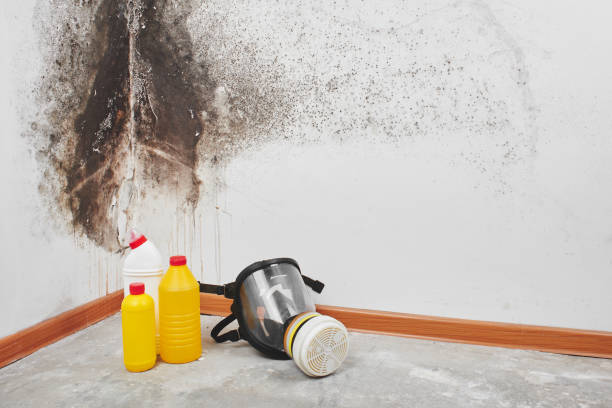 Best Affordable Mold Removal  in Allendale, MI