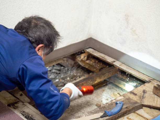 Best Attic Mold Removal  in Allendale, MI