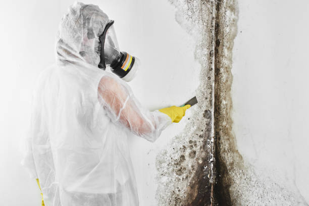 Best Local Mold Removal Service  in Allendale, MI