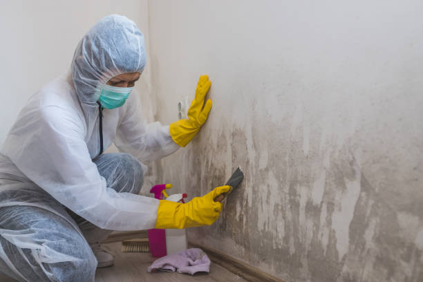 Best Crawl Space Mold Removal  in Allendale, MI