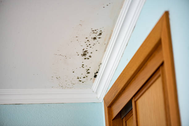 Crawl Space Mold Removal in Allendale, MI