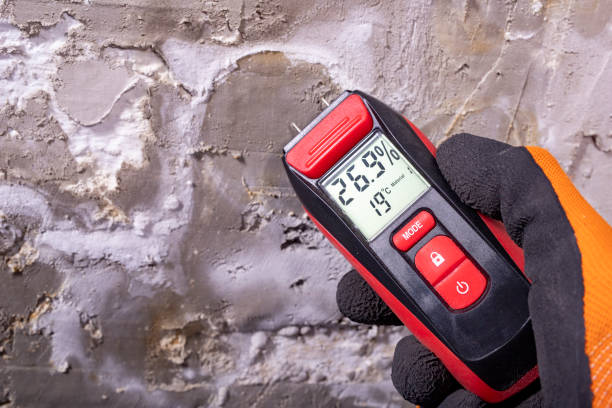 Best Fast Mold Removal  in Allendale, MI