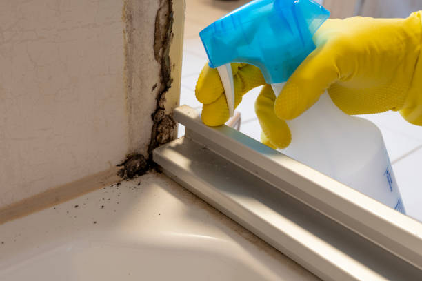 Best Crawl Space Mold Removal  in Allendale, MI