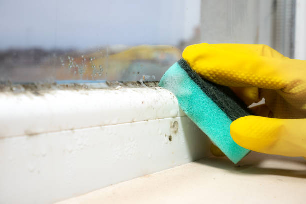 Best Mold Remediation  in Allendale, MI