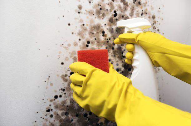 Best Office Mold Removal Services  in Allendale, MI