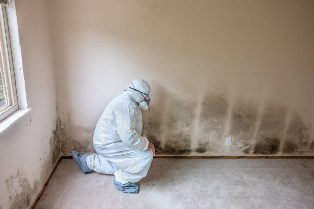 Best Attic Mold Removal  in Allendale, MI