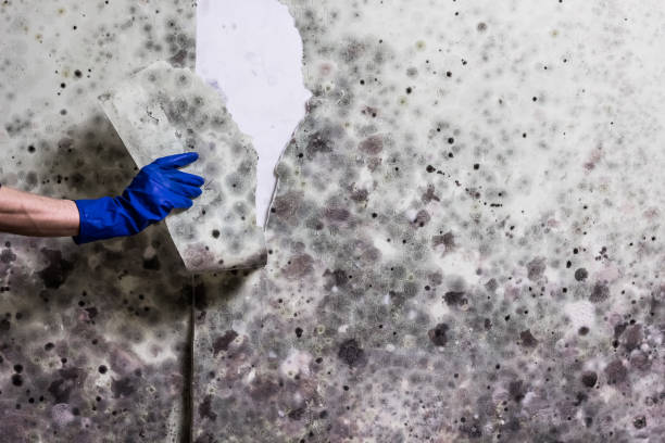 Mold Removal Process in Allendale, MI