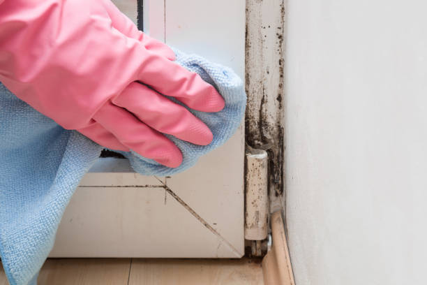 Best Mold Remediation  in Allendale, MI