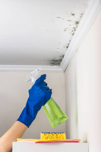 Best Mold Removal Near Me  in Allendale, MI